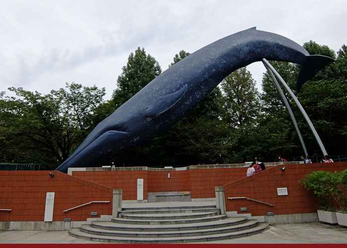 国立科学博物館の屋外展示シロナガスクジラ