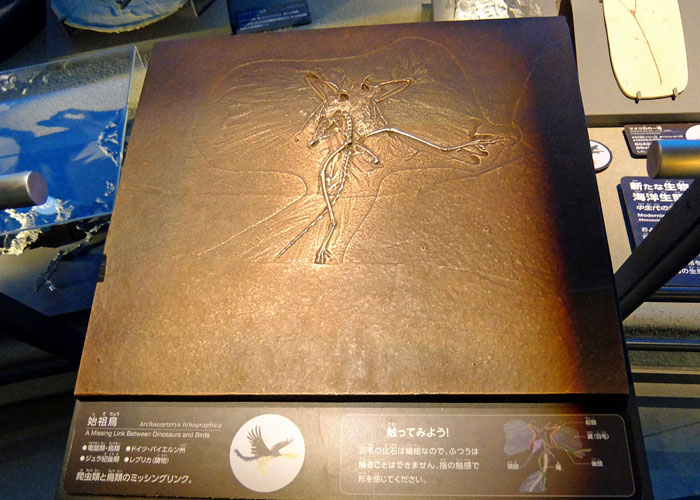 始祖鳥の化石のレプリカ