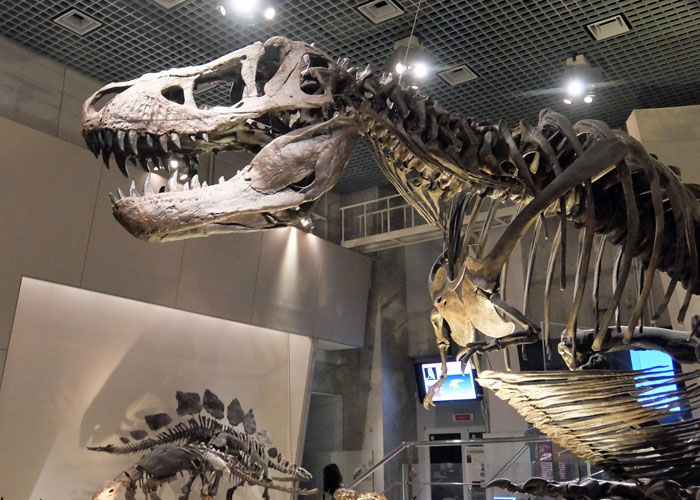 国立科学博物館のティラノサウルスの全身骨格