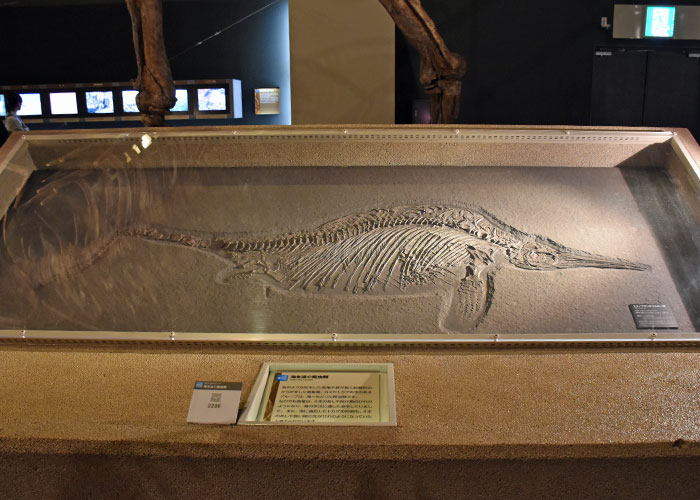 ステノプリテギウスの化石（神奈川県立生命の星・地球博物館）