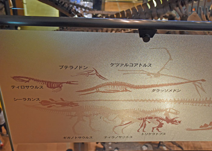 恐竜の展示案内：2階から見下ろした北九州市立いのちのたび博物館
