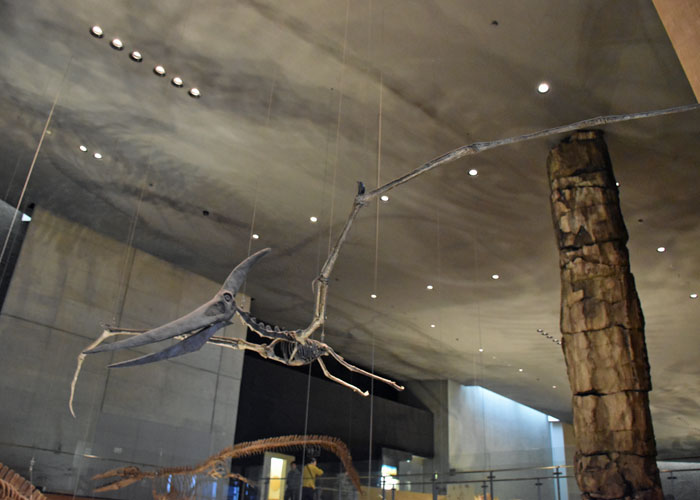 翼竜プテラノドンの全身骨格：北九州市立いのちのたび博物館