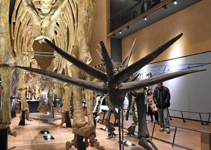 ステゴサウルスの尻尾・北九州市立いのちのたび博物館